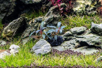 Live Planted Decor - Mini Bolbitis on Clay Moss Ball - Deep Green Fern Leaves Freshwater Aquatic Plant, Low Light, Foreground to Midground Tank Placement for Aquascaping - 1 Pack