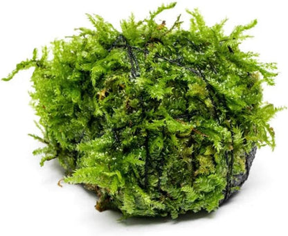 Live Planted Decor - Mini Bolbitis on Clay Moss Ball - Deep Green Fern Leaves Freshwater Aquatic Plant, Low Light, Foreground to Midground Tank Placement for Aquascaping - 1 Pack