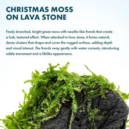 Live Planted Decor - Mini Bolbitis on Clay Moss Ball - Deep Green Fern Leaves Freshwater Aquatic Plant, Low Light, Foreground to Midground Tank Placement for Aquascaping - 1 Pack