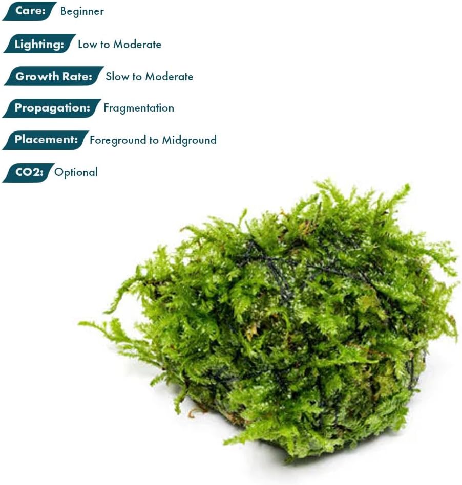 Live Planted Decor - Mini Bolbitis on Clay Moss Ball - Deep Green Fern Leaves Freshwater Aquatic Plant, Low Light, Foreground to Midground Tank Placement for Aquascaping - 1 Pack