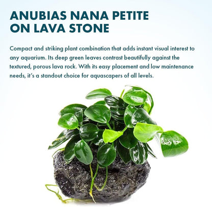 Live Planted Decor - Mini Bolbitis on Clay Moss Ball - Deep Green Fern Leaves Freshwater Aquatic Plant, Low Light, Foreground to Midground Tank Placement for Aquascaping - 1 Pack