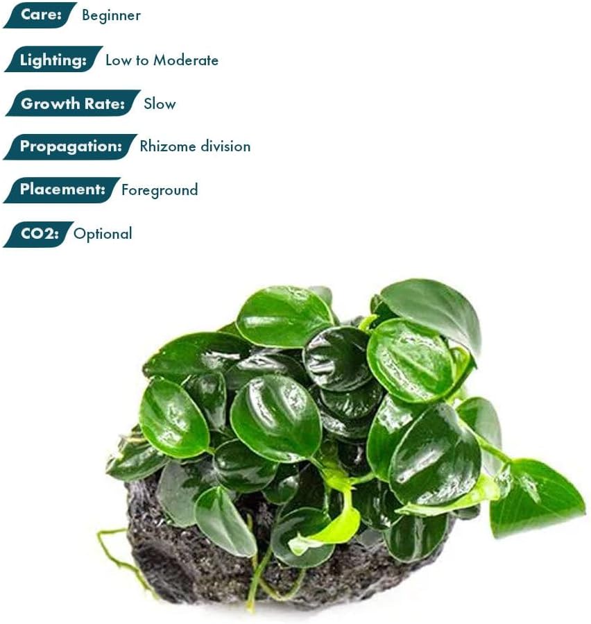 Live Planted Decor - Mini Bolbitis on Clay Moss Ball - Deep Green Fern Leaves Freshwater Aquatic Plant, Low Light, Foreground to Midground Tank Placement for Aquascaping - 1 Pack