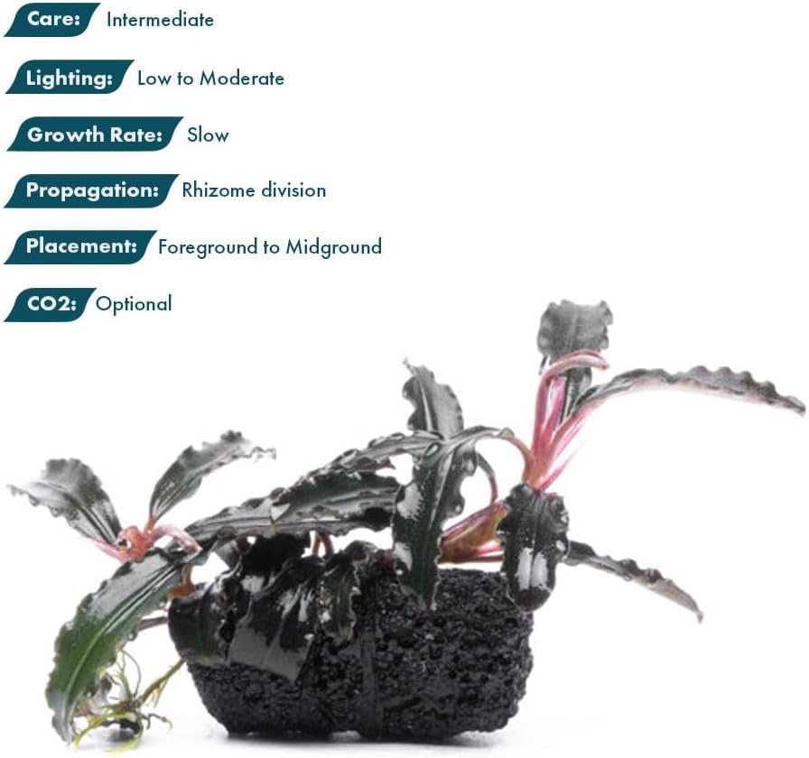 Live Planted Decor - Mini Bolbitis on Clay Moss Ball - Deep Green Fern Leaves Freshwater Aquatic Plant, Low Light, Foreground to Midground Tank Placement for Aquascaping - 1 Pack