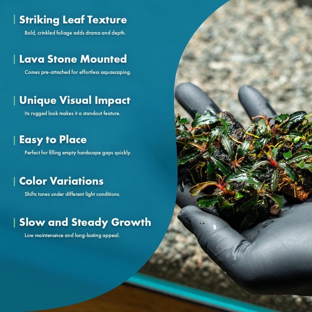Live Planted Decor - Mini Bolbitis on Clay Moss Ball - Deep Green Fern Leaves Freshwater Aquatic Plant, Low Light, Foreground to Midground Tank Placement for Aquascaping - 1 Pack