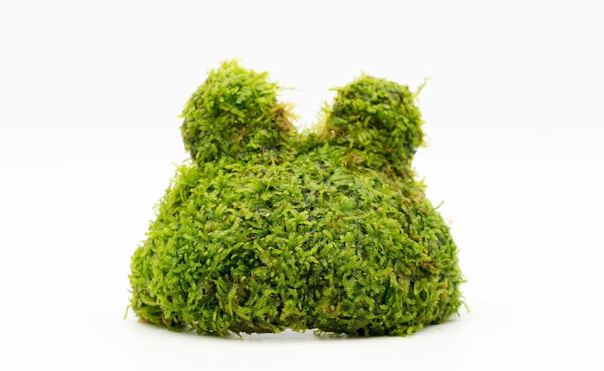 Live Planted Decor - Mini Bolbitis on Clay Moss Ball - Deep Green Fern Leaves Freshwater Aquatic Plant, Low Light, Foreground to Midground Tank Placement for Aquascaping - 1 Pack