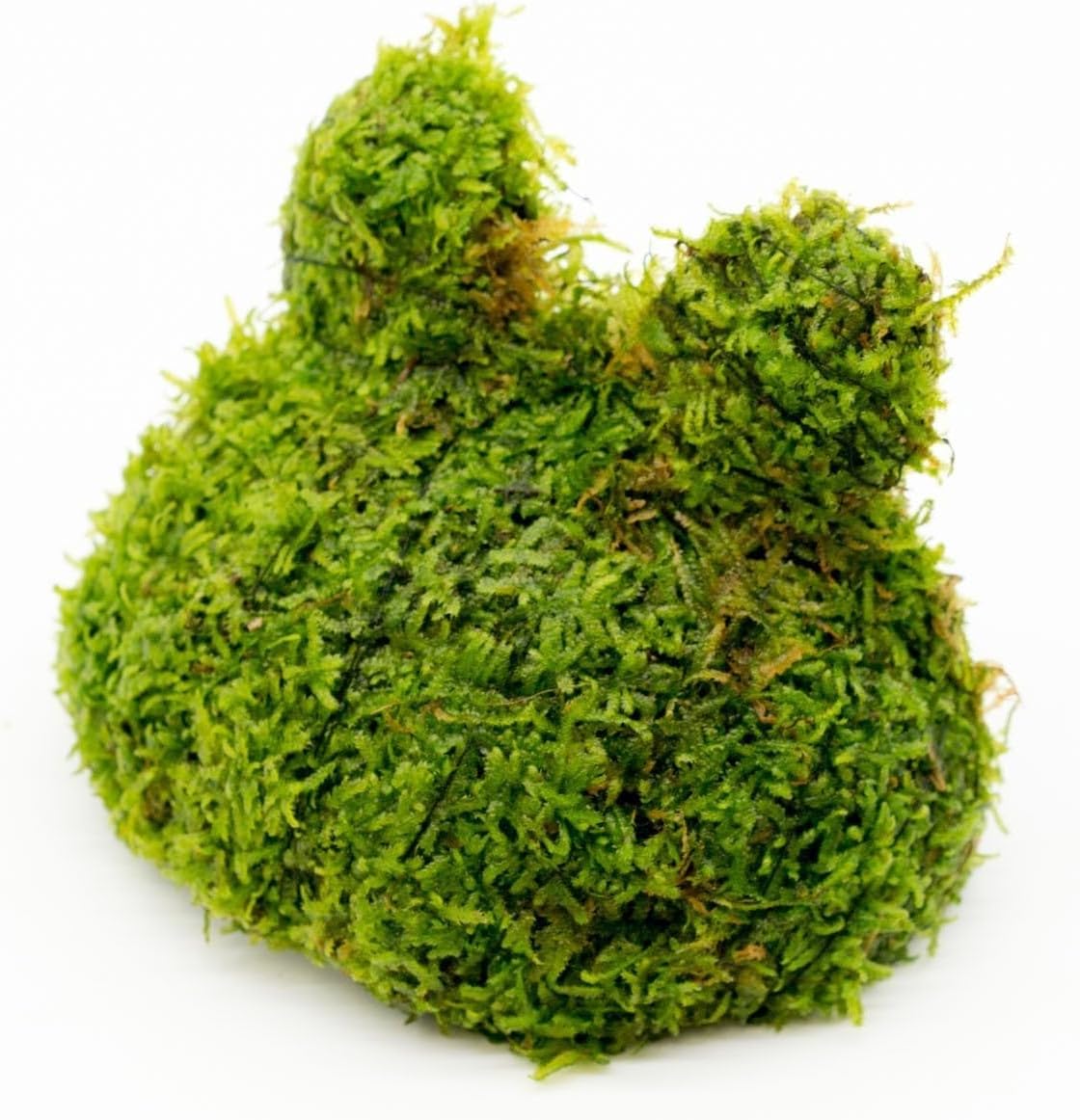 Live Planted Decor - Mini Bolbitis on Clay Moss Ball - Deep Green Fern Leaves Freshwater Aquatic Plant, Low Light, Foreground to Midground Tank Placement for Aquascaping - 1 Pack