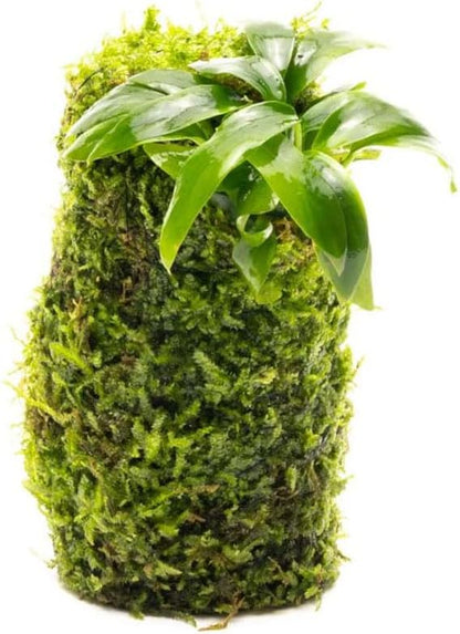 Live Planted Decor - Mini Bolbitis on Clay Moss Ball - Deep Green Fern Leaves Freshwater Aquatic Plant, Low Light, Foreground to Midground Tank Placement for Aquascaping - 1 Pack