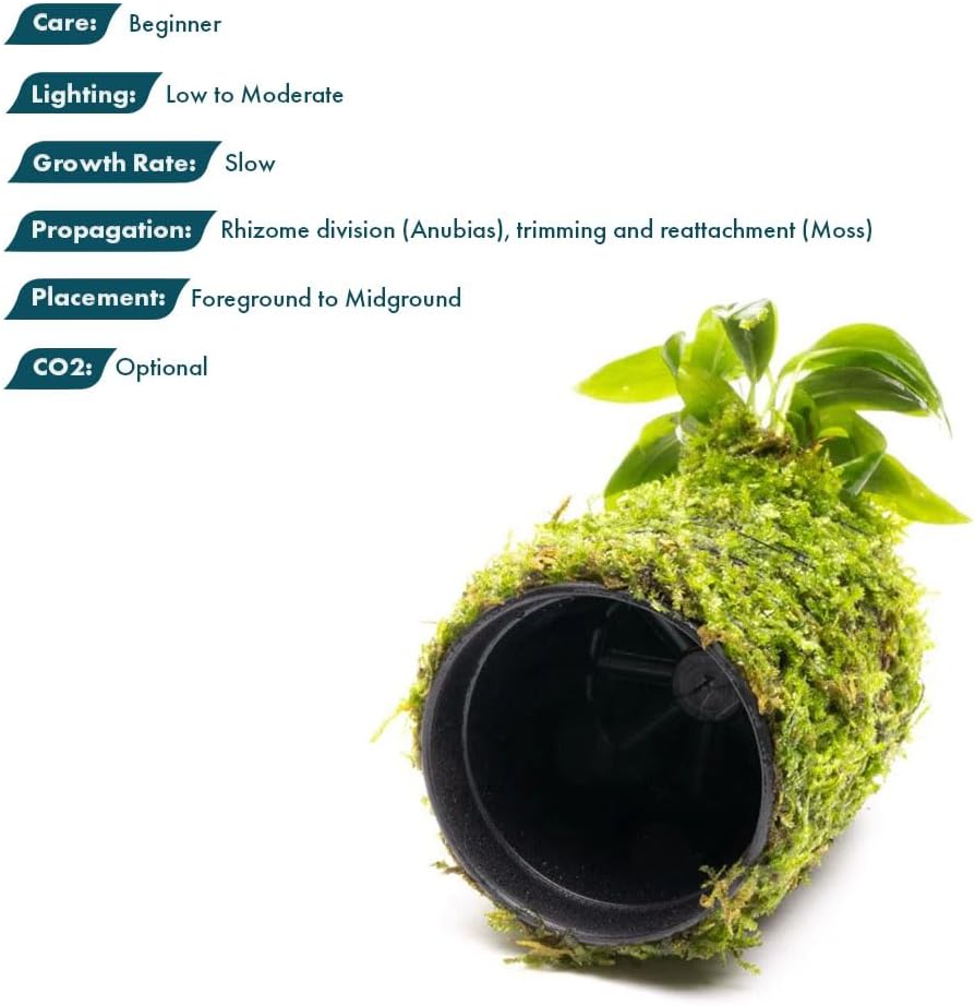 Live Planted Decor - Mini Bolbitis on Clay Moss Ball - Deep Green Fern Leaves Freshwater Aquatic Plant, Low Light, Foreground to Midground Tank Placement for Aquascaping - 1 Pack