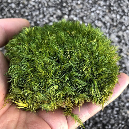 Preserved Pole Moss Pillow Bun Cushion Natural Green Decorative Real Natural Green DIY Kit Terrariums Gardenning Art Wall Decor Florist Decor Easter Table Wedding(1.5 sq.ft, Green-B)