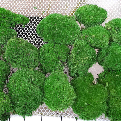 Preserved Pole Moss Pillow Bun Cushion Natural Green Decorative Real Natural Green DIY Kit Terrariums Gardenning Art Wall Decor Florist Decor Easter Table Wedding(1.5 sq.ft, Green-B)