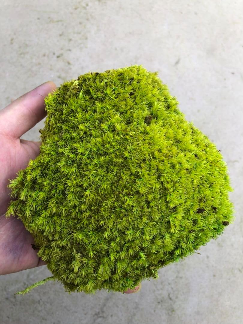 Preserved Pole Moss Pillow Bun Cushion Natural Green Decorative Real Natural Green DIY Kit Terrariums Gardenning Art Wall Decor Florist Decor Easter Table Wedding(1.5 sq.ft, Green-B)