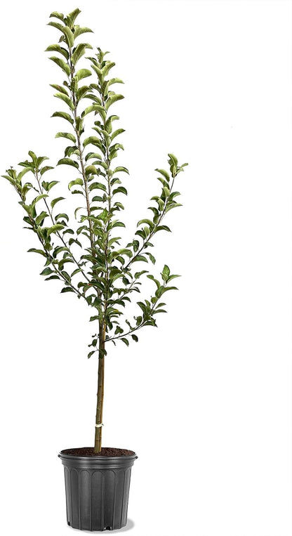 Granny Smith Apple Tree, Green Fruit, Tart Taste, 2-3 ft. Tree Height, 5 gal Nursery Pot (Due to Agricultural Laws, we Cannot Ship to CA, AZ, AK, or HI)