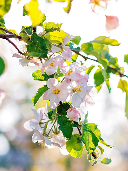 Granny Smith Apple Tree, Green Fruit, Tart Taste, 2-3 ft. Tree Height, 5 gal Nursery Pot (Due to Agricultural Laws, we Cannot Ship to CA, AZ, AK, or HI)