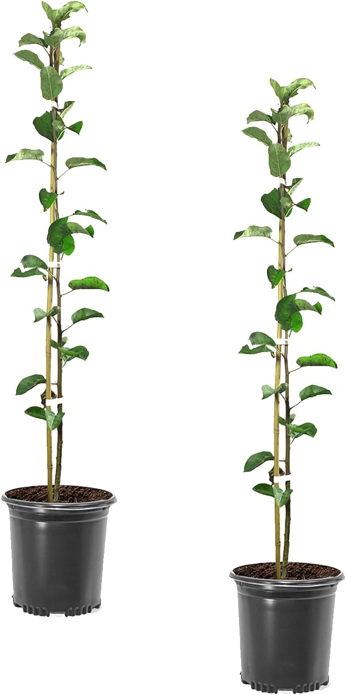 Red Delicious Apple Tree, Deciduous, Fruit Bearing, Fast Growing, 1 gal Nursery Pot, 2-3 ft. Tree Height (Due to Agricultural Laws, we Cannot Ship to CA, AZ, AK, or HI)