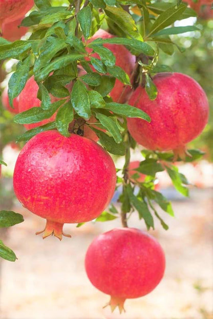 Sweet Pomegranate Live Tree, Edible Fruit, 5-8 Inch Tall