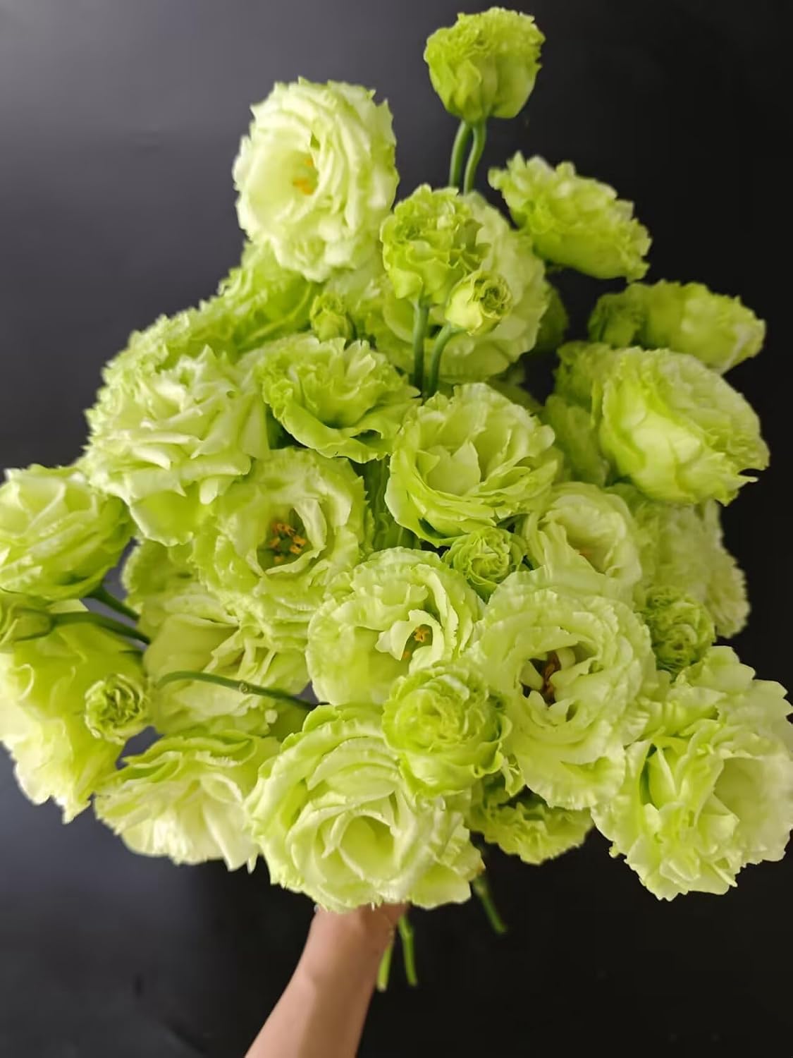 Fresh Lisianthus Flowers Bouquet Ruffled Eustoma Fresh Cut Flowers for Home Decor Wedding Gift 10 Stems (Green)