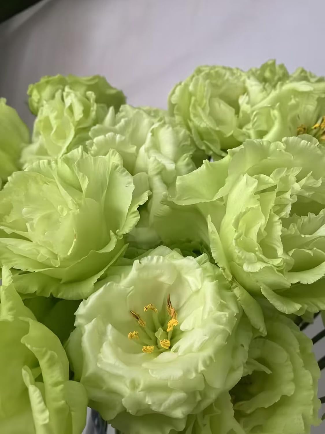 Fresh Lisianthus Flowers Bouquet Ruffled Eustoma Fresh Cut Flowers for Home Decor Wedding Gift 10 Stems (Green)