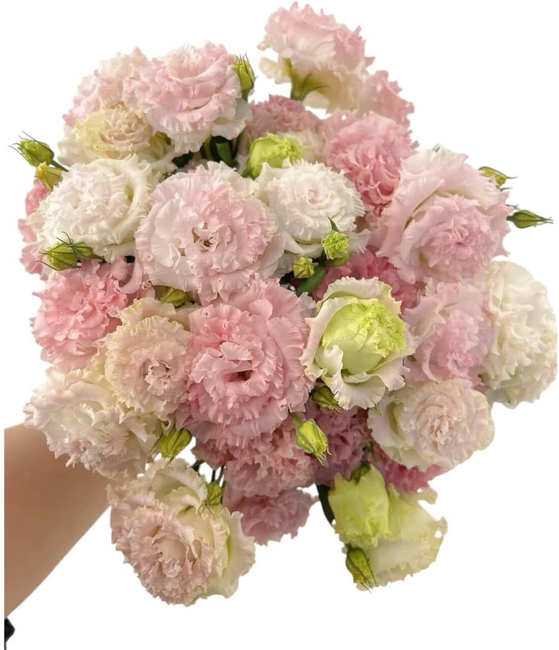 Fresh Lisianthus Flowers Bouquet Ruffled Eustoma Fresh Cut Flowers for Home Decor Wedding Gift 10 Stems (Green)