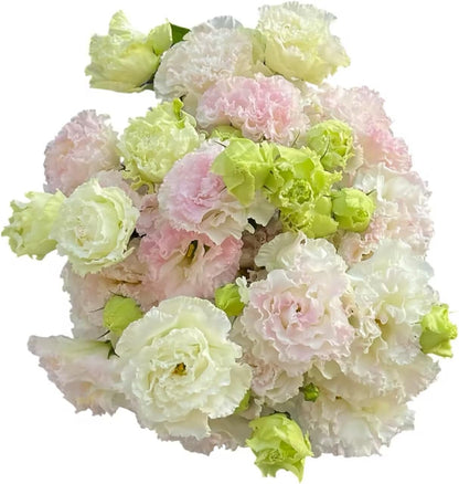 Fresh Lisianthus Flowers Bouquet Ruffled Eustoma Fresh Cut Flowers for Home Decor Wedding Gift 10 Stems (Green)