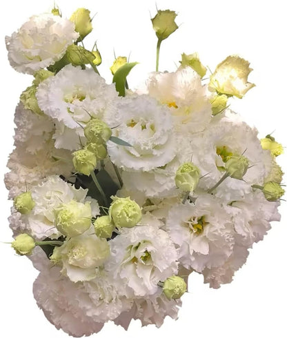 Fresh Lisianthus Flowers Bouquet Ruffled Eustoma Fresh Cut Flowers for Home Decor Wedding Gift 10 Stems (Green)