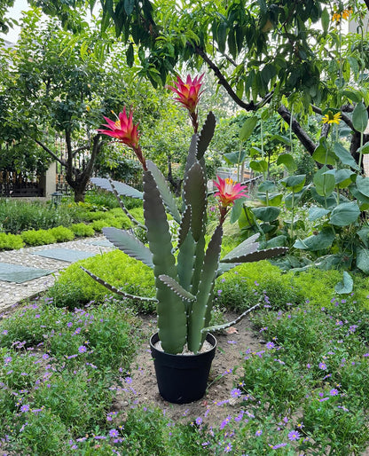 33 Inch Large Artificial Cactus with Lilly White Flowers in Pot with Natural Gravel. Satin Finish Leaves with Real Look and Feel. Outdoor and Indoor Faux Plants.