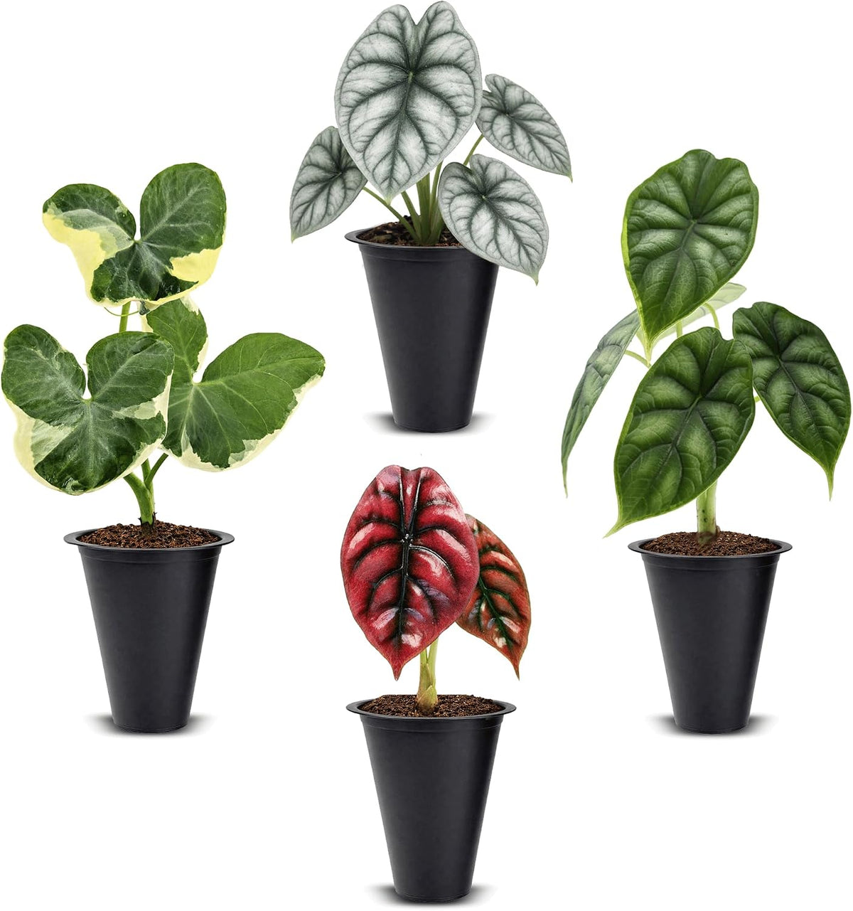Alocasia Plant Collection (4 Pack) -Cuprea, Mickey Mouse, Silver Dragon, Dragon Scale- Rare Indoor Houseplants, Exotic Elephant Ear Plants Live, Live Starter Plants.