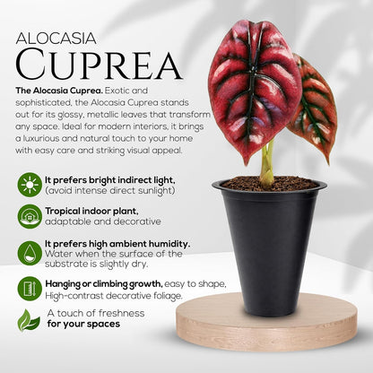 Alocasia Plant Collection (4 Pack) -Cuprea, Mickey Mouse, Silver Dragon, Dragon Scale- Rare Indoor Houseplants, Exotic Elephant Ear Plants Live, Live Starter Plants.