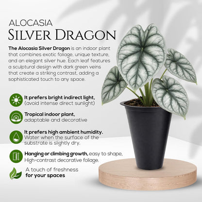 Alocasia Plant Collection (4 Pack) -Cuprea, Mickey Mouse, Silver Dragon, Dragon Scale- Rare Indoor Houseplants, Exotic Elephant Ear Plants Live, Live Starter Plants.