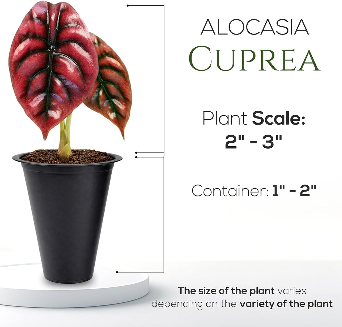 Alocasia Plant Collection (4 Pack) -Cuprea, Mickey Mouse, Silver Dragon, Dragon Scale- Rare Indoor Houseplants, Exotic Elephant Ear Plants Live, Live Starter Plants.