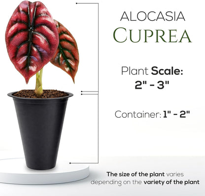 Alocasia Plant Collection (4 Pack) -Cuprea, Mickey Mouse, Silver Dragon, Dragon Scale- Rare Indoor Houseplants, Exotic Elephant Ear Plants Live, Live Starter Plants.
