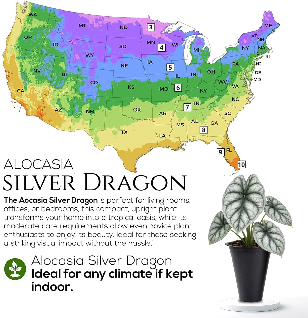 Alocasia Plant Collection (4 Pack) -Cuprea, Mickey Mouse, Silver Dragon, Dragon Scale- Rare Indoor Houseplants, Exotic Elephant Ear Plants Live, Live Starter Plants.