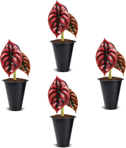 Alocasia Plant Collection (4 Pack) -Cuprea, Mickey Mouse, Silver Dragon, Dragon Scale- Rare Indoor Houseplants, Exotic Elephant Ear Plants Live, Live Starter Plants.