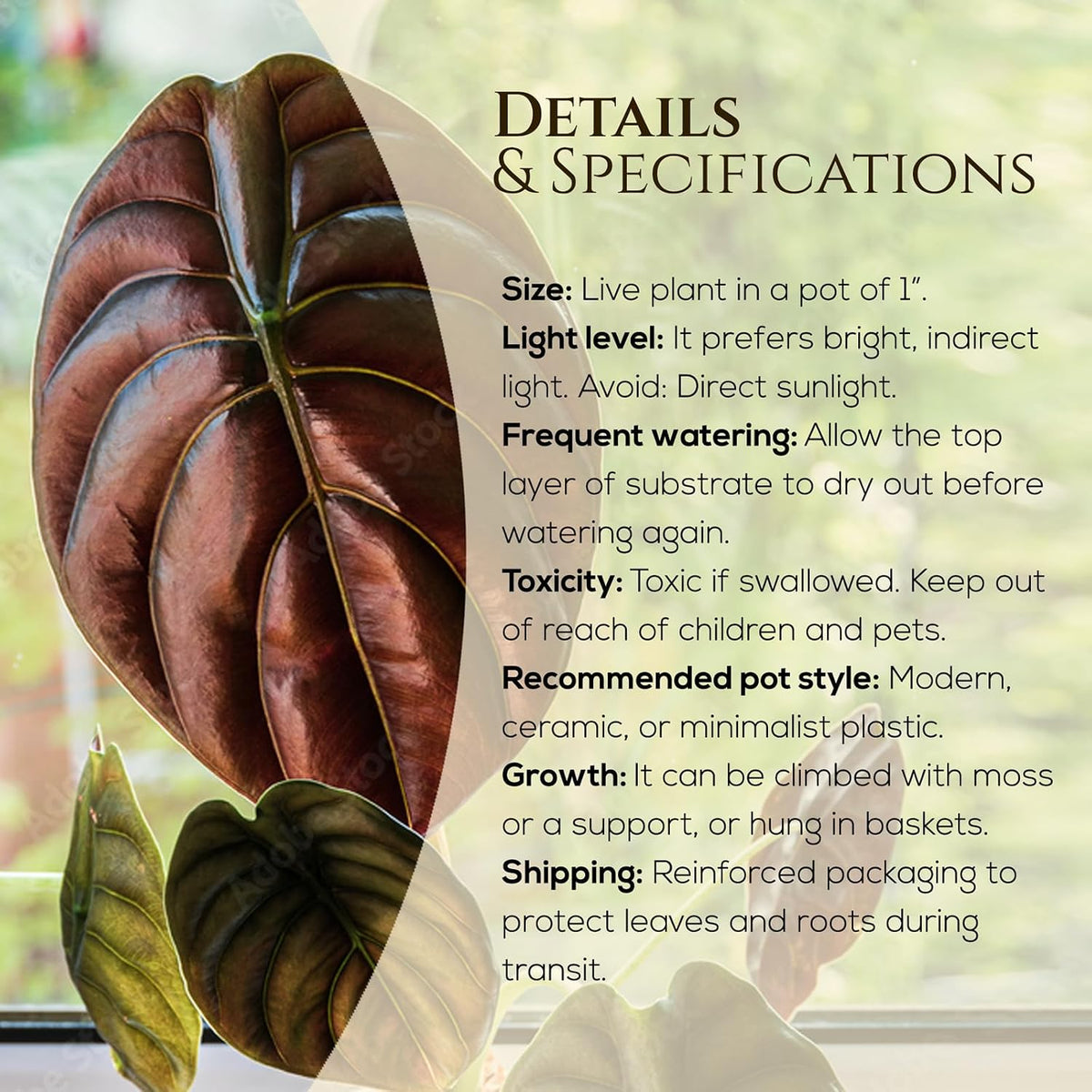 Alocasia Plant Collection (4 Pack) -Cuprea, Mickey Mouse, Silver Dragon, Dragon Scale- Rare Indoor Houseplants, Exotic Elephant Ear Plants Live, Live Starter Plants.