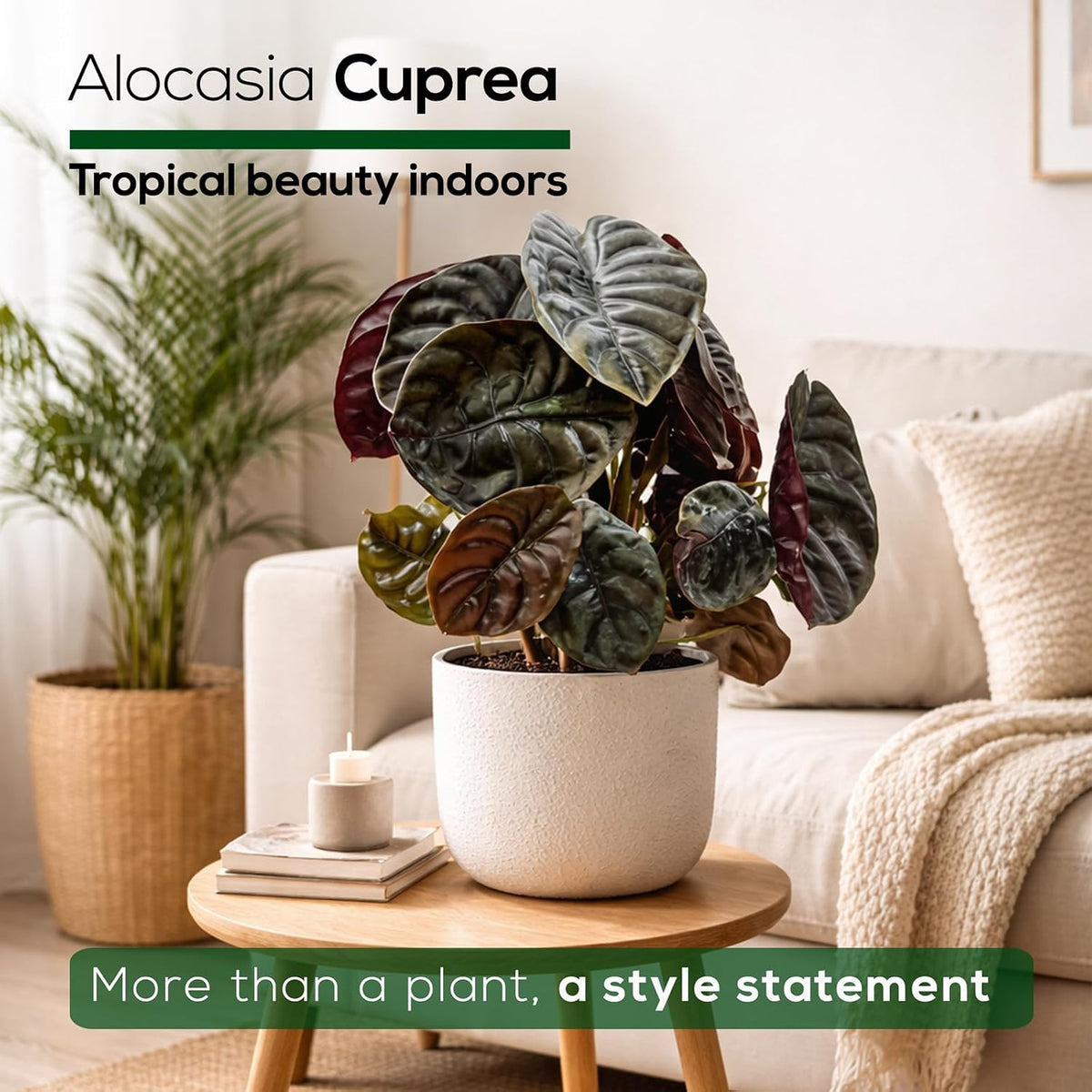 Alocasia Plant Collection (4 Pack) -Cuprea, Mickey Mouse, Silver Dragon, Dragon Scale- Rare Indoor Houseplants, Exotic Elephant Ear Plants Live, Live Starter Plants.