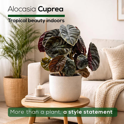 Alocasia Plant Collection (4 Pack) -Cuprea, Mickey Mouse, Silver Dragon, Dragon Scale- Rare Indoor Houseplants, Exotic Elephant Ear Plants Live, Live Starter Plants.