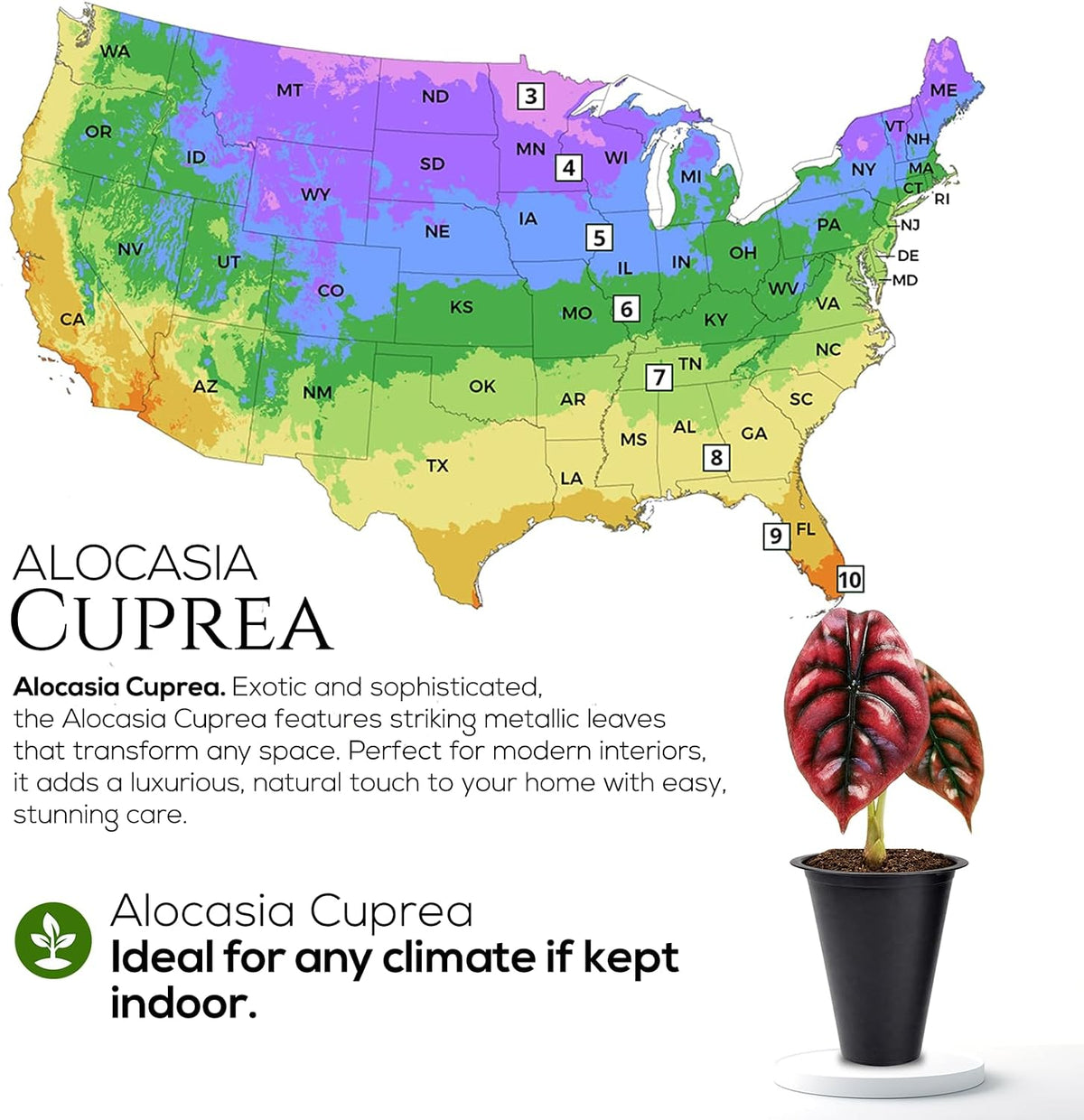 Alocasia Plant Collection (4 Pack) -Cuprea, Mickey Mouse, Silver Dragon, Dragon Scale- Rare Indoor Houseplants, Exotic Elephant Ear Plants Live, Live Starter Plants.