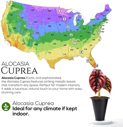 Alocasia Plant Collection (4 Pack) -Cuprea, Mickey Mouse, Silver Dragon, Dragon Scale- Rare Indoor Houseplants, Exotic Elephant Ear Plants Live, Live Starter Plants.