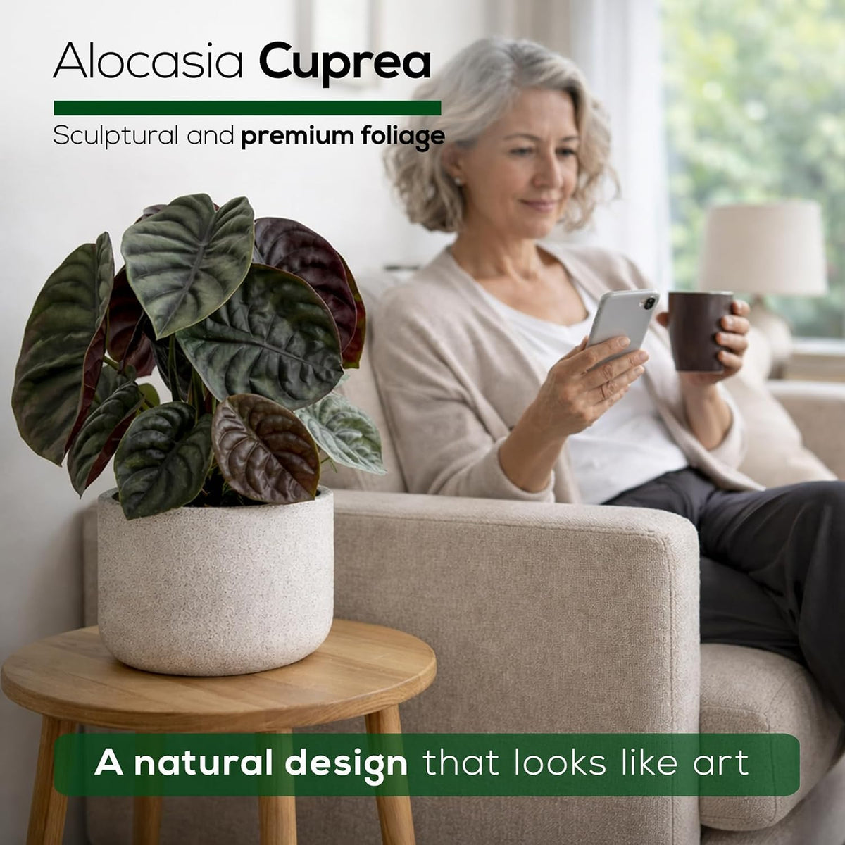 Alocasia Plant Collection (4 Pack) -Cuprea, Mickey Mouse, Silver Dragon, Dragon Scale- Rare Indoor Houseplants, Exotic Elephant Ear Plants Live, Live Starter Plants.