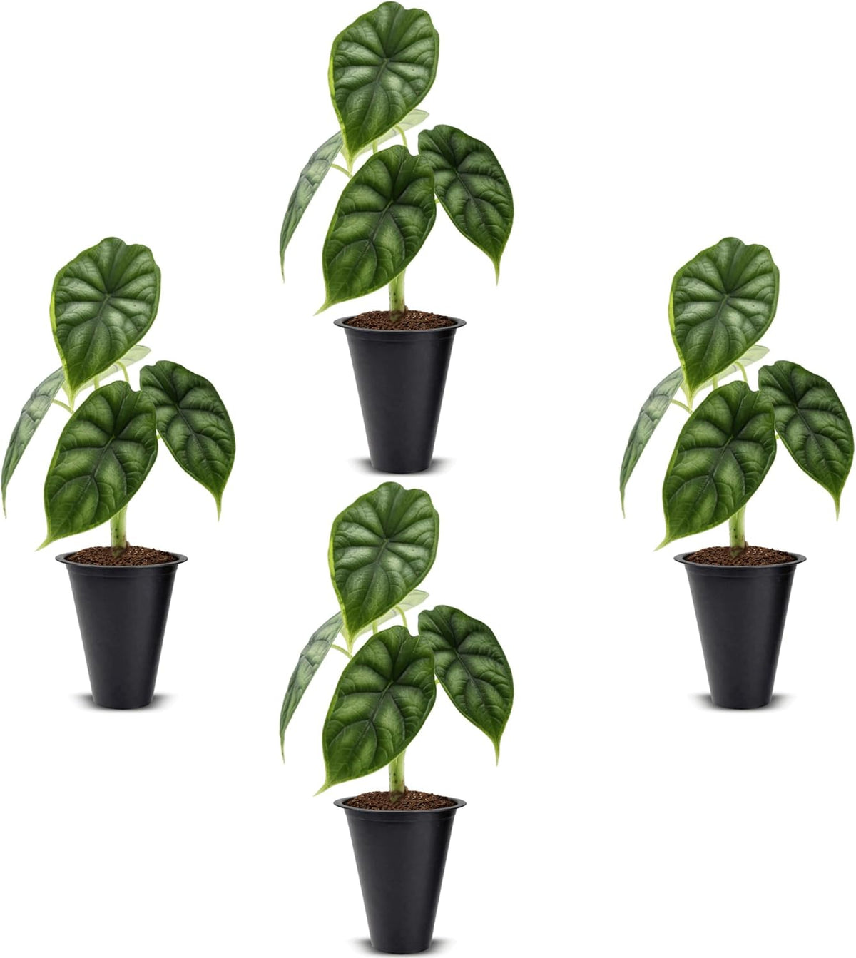 Alocasia Plant Collection (4 Pack) -Cuprea, Mickey Mouse, Silver Dragon, Dragon Scale- Rare Indoor Houseplants, Exotic Elephant Ear Plants Live, Live Starter Plants.