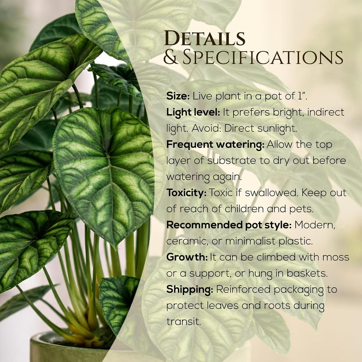 Alocasia Plant Collection (4 Pack) -Cuprea, Mickey Mouse, Silver Dragon, Dragon Scale- Rare Indoor Houseplants, Exotic Elephant Ear Plants Live, Live Starter Plants.