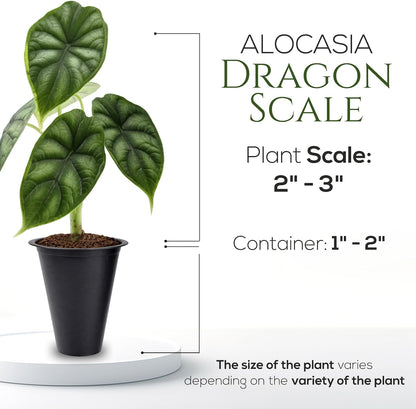 Alocasia Plant Collection (4 Pack) -Cuprea, Mickey Mouse, Silver Dragon, Dragon Scale- Rare Indoor Houseplants, Exotic Elephant Ear Plants Live, Live Starter Plants.