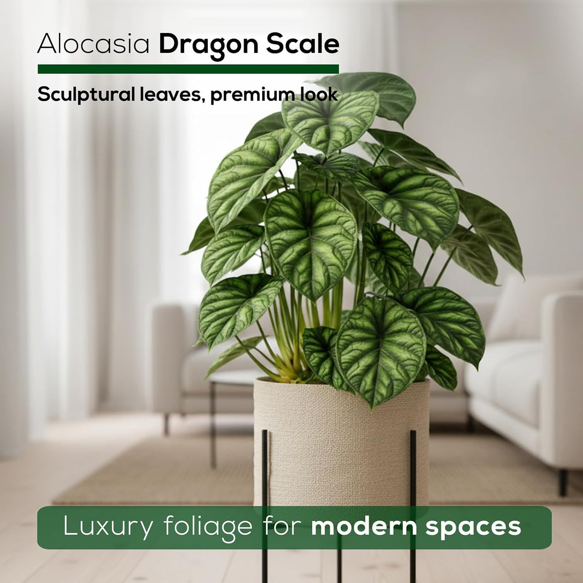 Alocasia Plant Collection (4 Pack) -Cuprea, Mickey Mouse, Silver Dragon, Dragon Scale- Rare Indoor Houseplants, Exotic Elephant Ear Plants Live, Live Starter Plants.