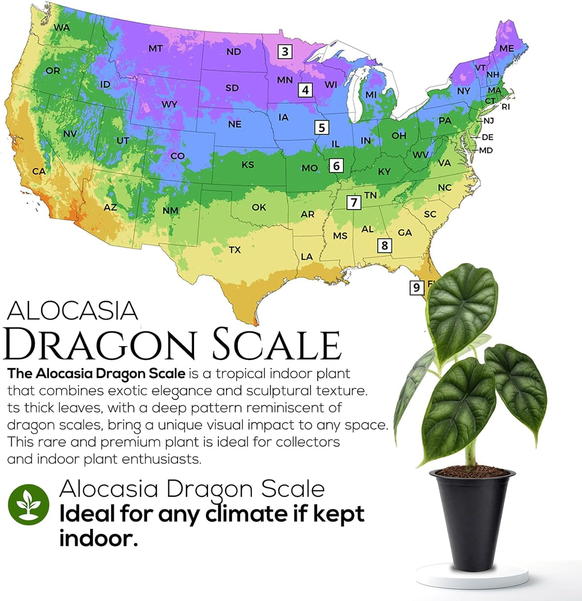 Alocasia Plant Collection (4 Pack) -Cuprea, Mickey Mouse, Silver Dragon, Dragon Scale- Rare Indoor Houseplants, Exotic Elephant Ear Plants Live, Live Starter Plants.