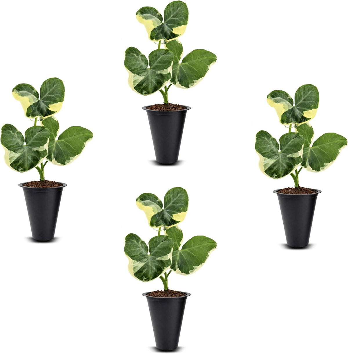 Alocasia Plant Collection (4 Pack) -Cuprea, Mickey Mouse, Silver Dragon, Dragon Scale- Rare Indoor Houseplants, Exotic Elephant Ear Plants Live, Live Starter Plants.