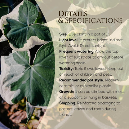 Alocasia Plant Collection (4 Pack) -Cuprea, Mickey Mouse, Silver Dragon, Dragon Scale- Rare Indoor Houseplants, Exotic Elephant Ear Plants Live, Live Starter Plants.