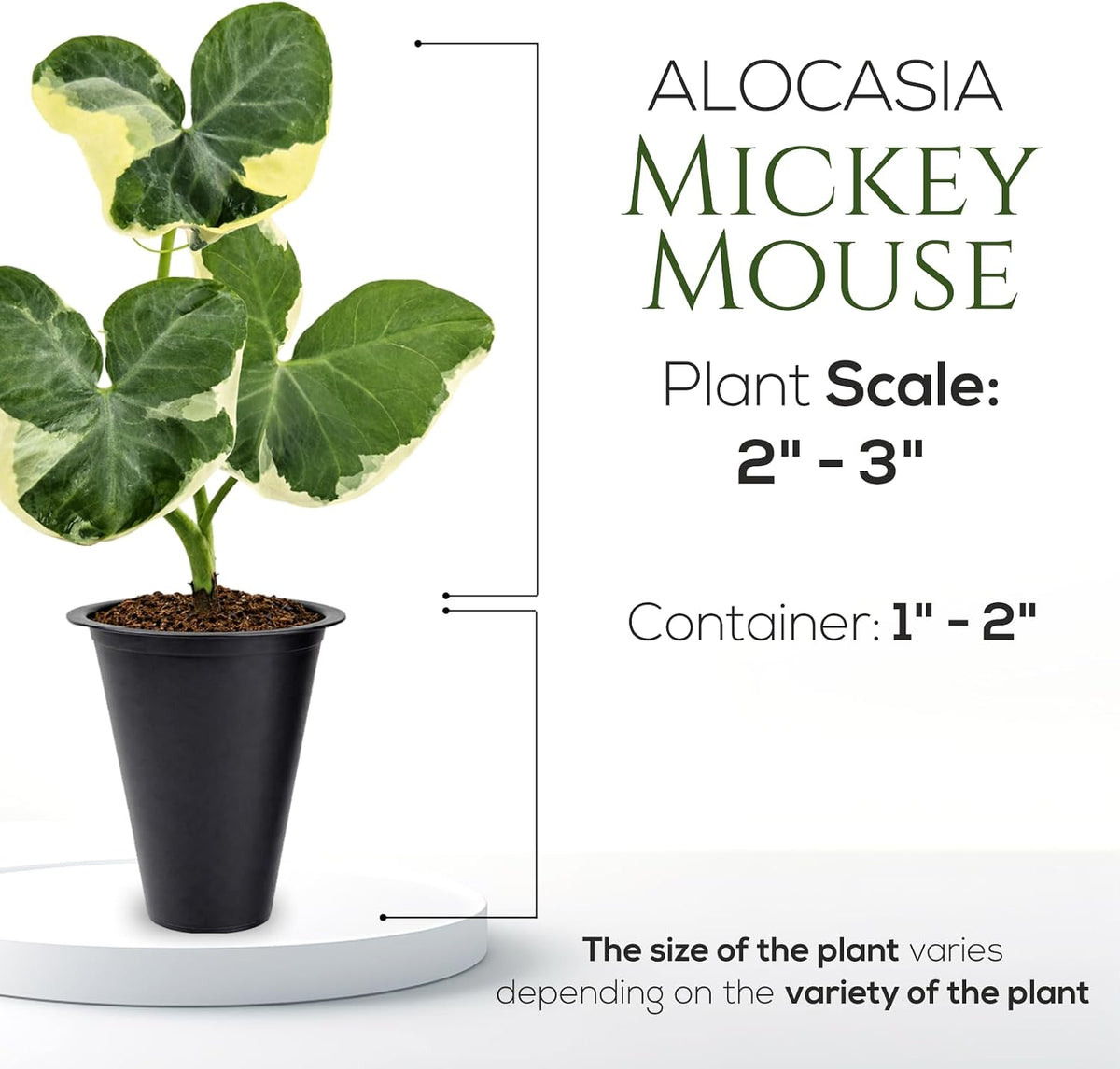 Alocasia Plant Collection (4 Pack) -Cuprea, Mickey Mouse, Silver Dragon, Dragon Scale- Rare Indoor Houseplants, Exotic Elephant Ear Plants Live, Live Starter Plants.