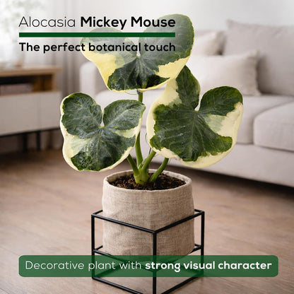 Alocasia Plant Collection (4 Pack) -Cuprea, Mickey Mouse, Silver Dragon, Dragon Scale- Rare Indoor Houseplants, Exotic Elephant Ear Plants Live, Live Starter Plants.