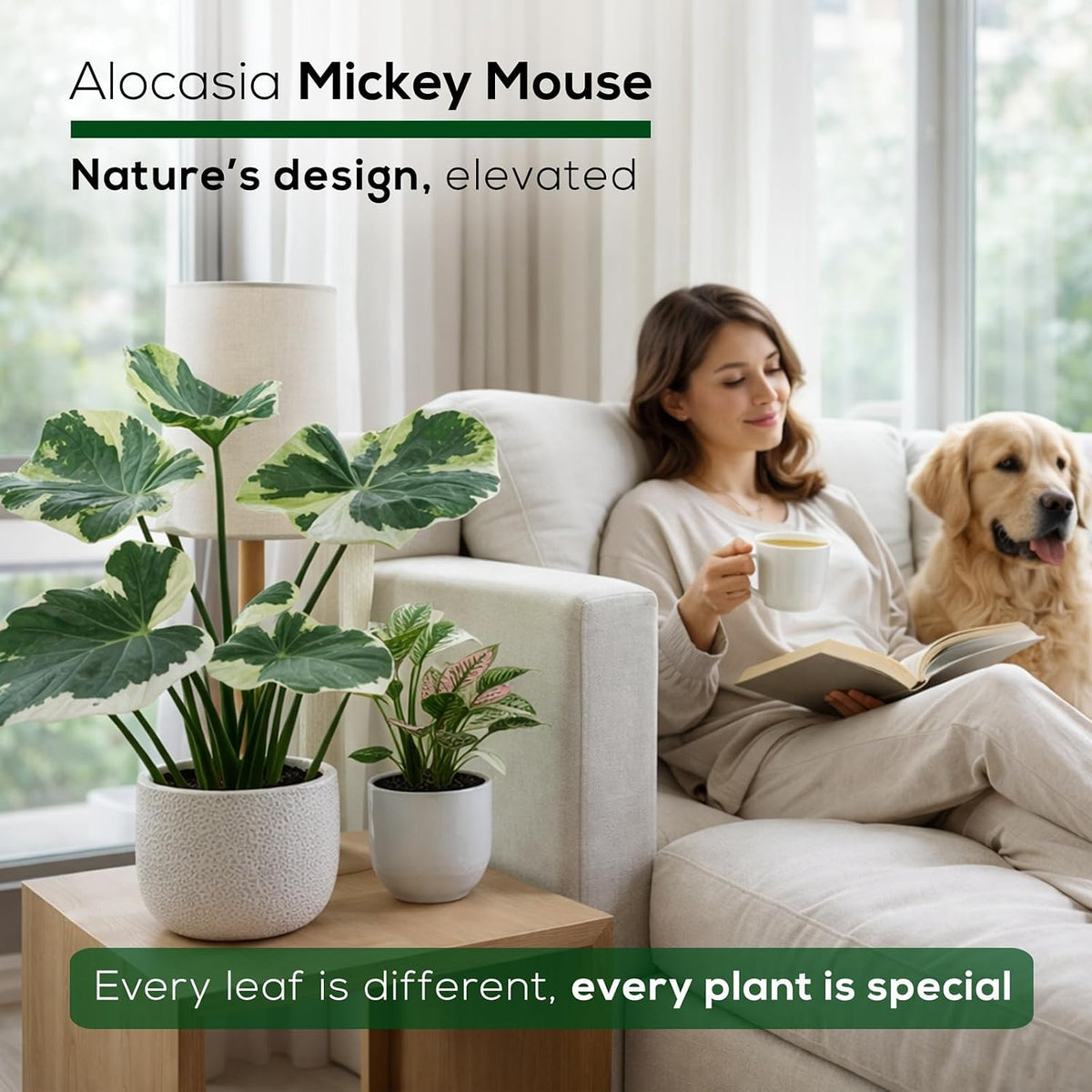 Alocasia Plant Collection (4 Pack) -Cuprea, Mickey Mouse, Silver Dragon, Dragon Scale- Rare Indoor Houseplants, Exotic Elephant Ear Plants Live, Live Starter Plants.
