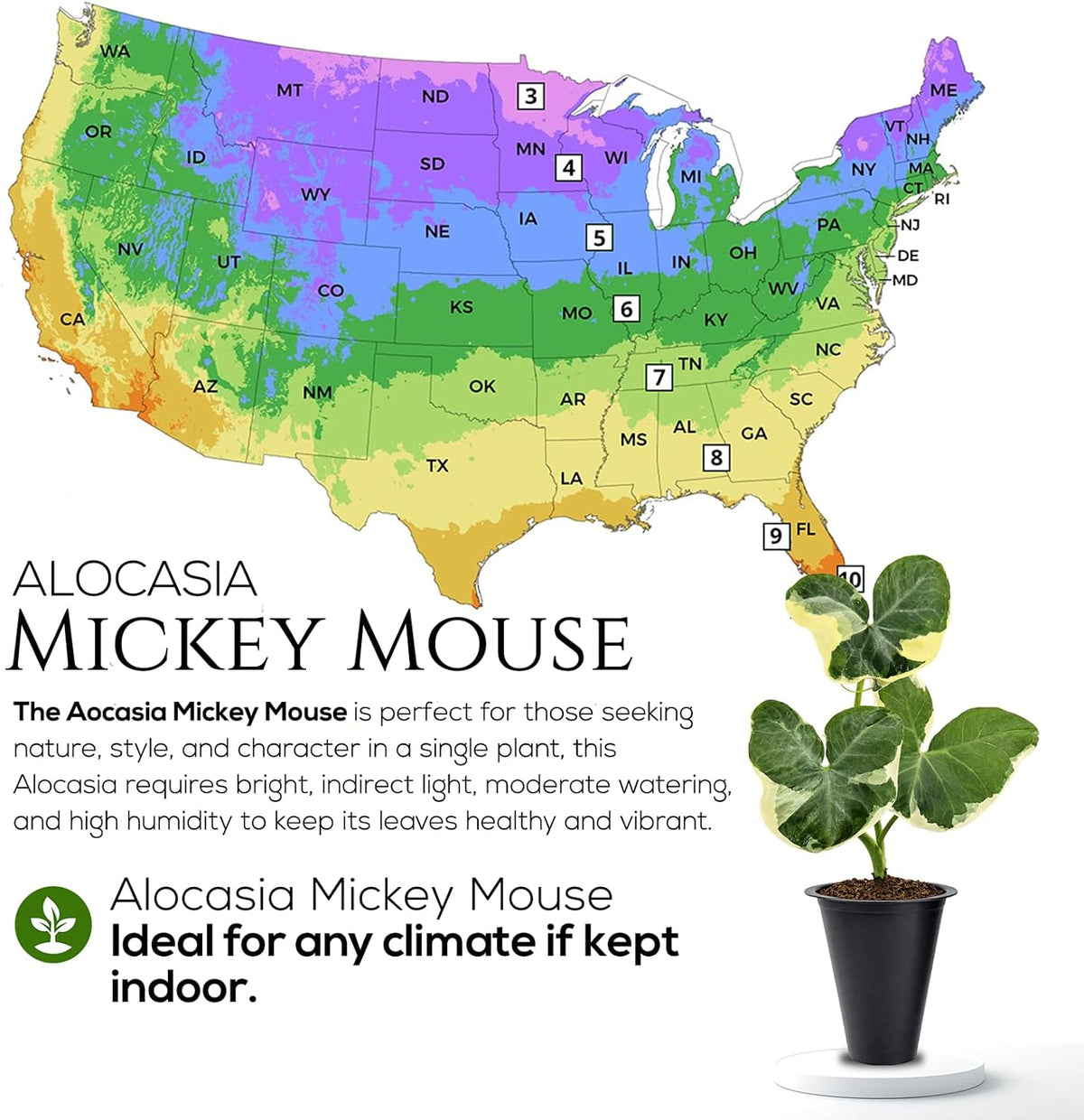 Alocasia Plant Collection (4 Pack) -Cuprea, Mickey Mouse, Silver Dragon, Dragon Scale- Rare Indoor Houseplants, Exotic Elephant Ear Plants Live, Live Starter Plants.