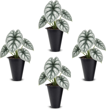 Alocasia Plant Collection (4 Pack) -Cuprea, Mickey Mouse, Silver Dragon, Dragon Scale- Rare Indoor Houseplants, Exotic Elephant Ear Plants Live, Live Starter Plants.